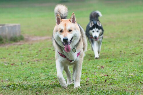 cães e a disfunção erétil