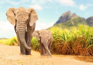 Tecnologia que detecta terremotos é usada para proteger elefantes