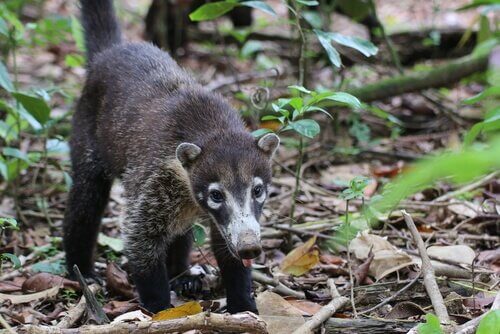 Fauna na América Central, conheça alguns dos animais