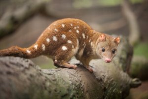 A fauna da Austrália: conheça os animais endêmicos do país