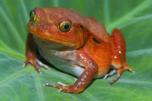 Conheça rãs venenosas muito perigosas
