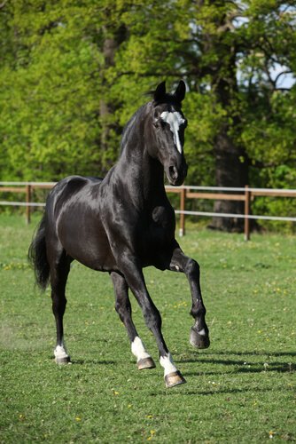 Cavalo sangue quente