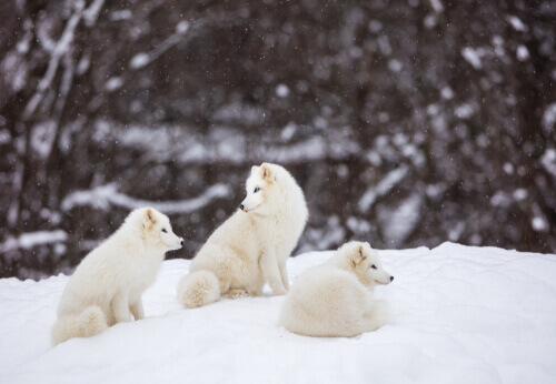 Raposas polares