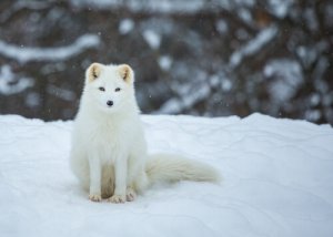 A raposa polar: características, alimentação e habitat