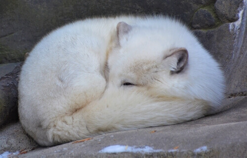 raposa polar dormindo