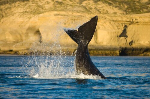 Cauda de baleia