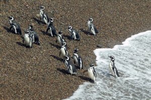 Reservas da fauna sul-americana: conheça 5 delas aqui!