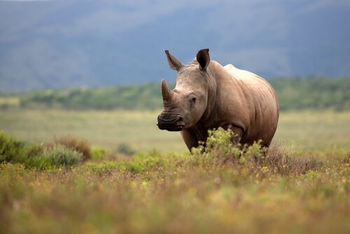 rinoceronte ameaçado