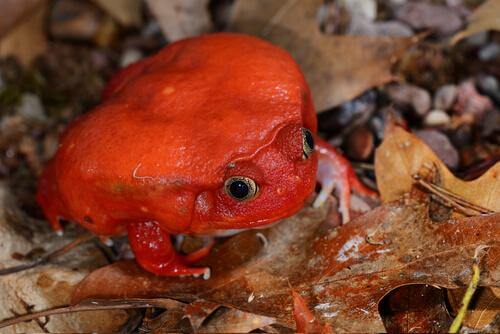 animais vermelhos: o sapo tomate