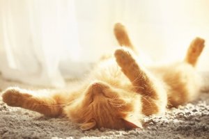 Dicas para evitar uma insolação em gatos