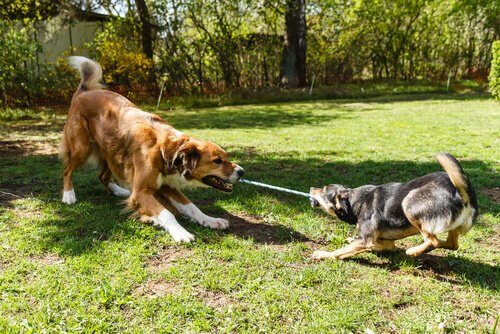 Cachorros brincando com uma corda