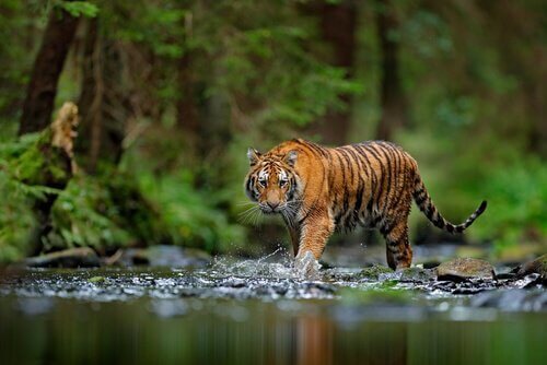 Tigre em perigo