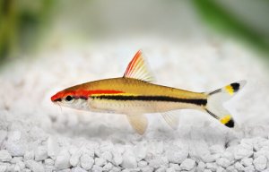 5 tipos de barbatanas dos peixes