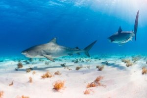 5 tipos de rabos de peixe