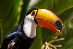 O tucano e seu bico colorido