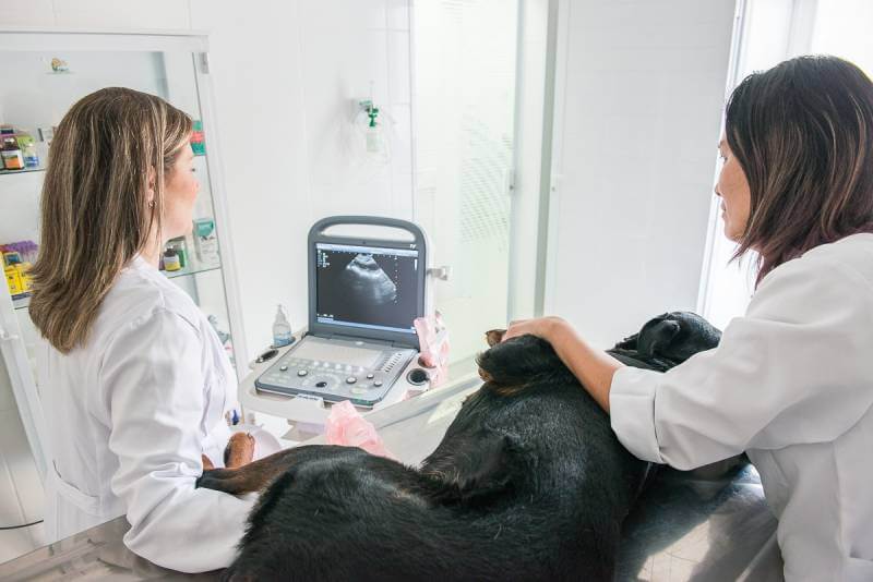 Cachorro fazendo ultrassom