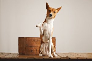 Um cachorro pode usar a caixa de areia?