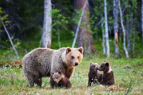 Ursa com seus filhotes