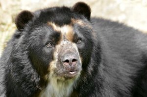 O curioso 'urso de óculos'