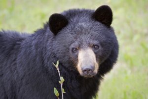 Urso-negro: o 'dono' da América do Norte