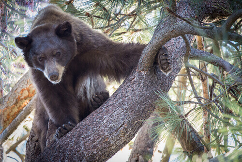 Urso-negro em árvore