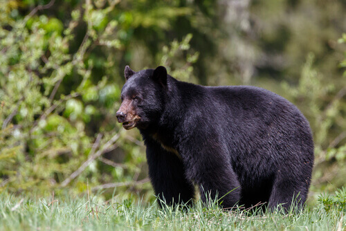 Urso-negro