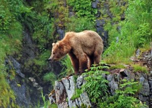 Urso pardo, o mais famoso das florestas