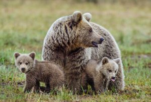 Conheça o urso pardo europeu