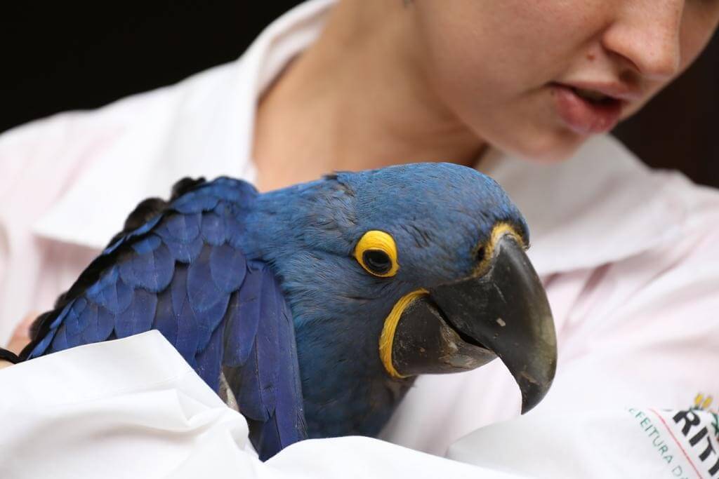 Veterinária com uma arara azul