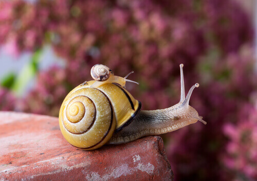A vida do caracol: com a casa nas costas