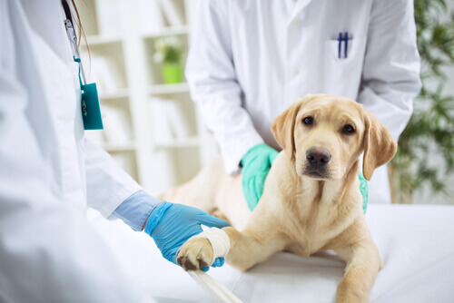 Cão labrador com pata enfaixada no veterinário