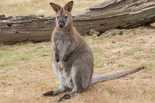 wallaby