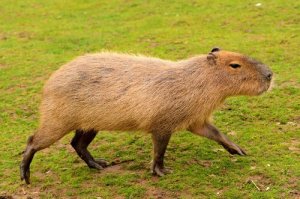 5 animais endêmicos da América do Sul