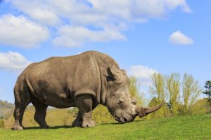 Conheça as espécies de rinocerontes que existem hoje