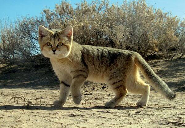 Gato do deserto