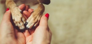 A solidão diminui na companhia de animais de estimação
