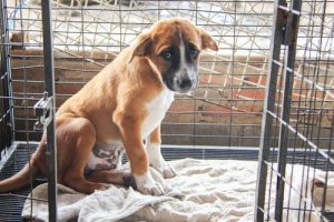 O que há por trás do crescente abandono de animais na Espanha?