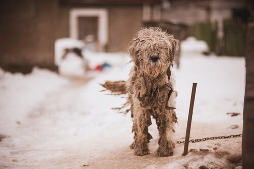 Cachorro sujo e preso na neve e na coleira