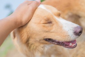 Dicas para se aproximar de um cachorro