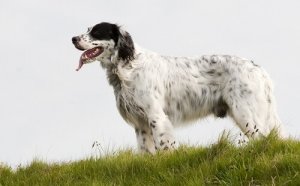 O adestramento do setter inglês: cão especialista na caça de aves