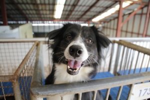 Adotar um cachorro abandonado: algumas considerações