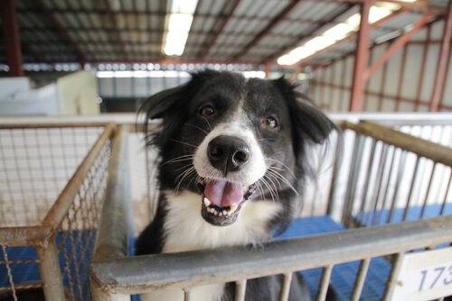 Adotar um cachorro abandonado: algumas considerações