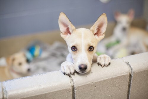 adotar um cachorro abandonado: algumas considerações