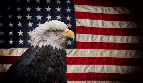 5 aves nacionais dos Estados Unidos