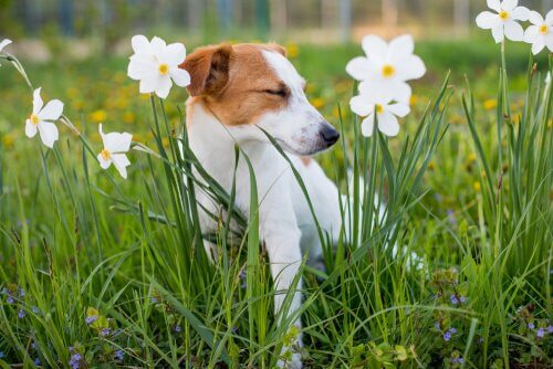 Cachorro entre flores