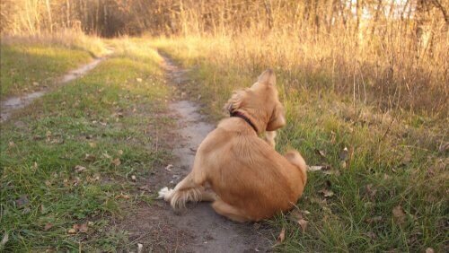Alergias caninas: causas e sintomas