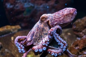 Algumas curiosidades sobre o polvo