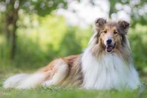 O que você deve saber sobre a alimentação de cães de pelos longos