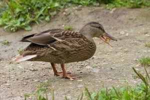 Como alimentar um pato de estimação
