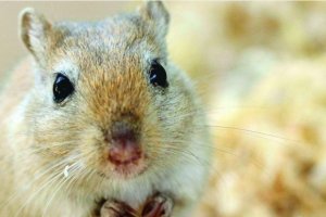 Alimentação caseira do esquilo da Mongólia